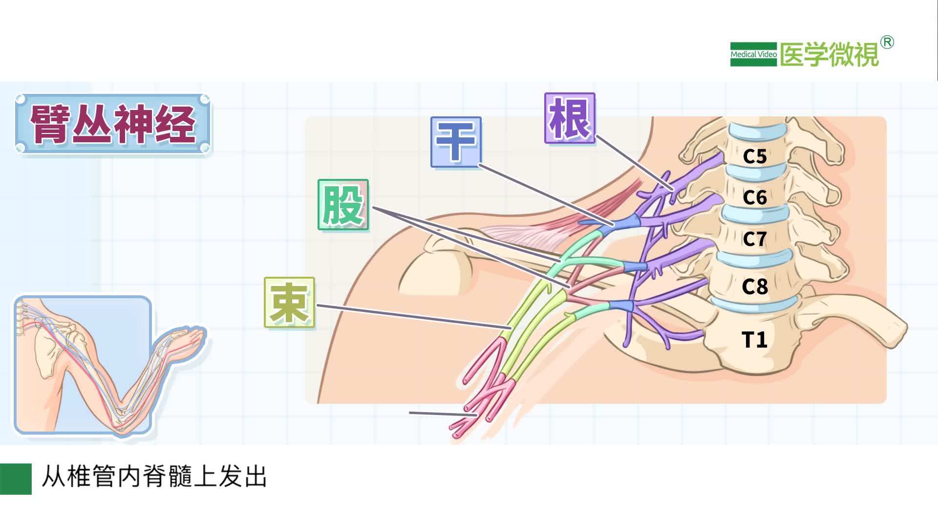 胳膊上有哪几条神经控制手臂屈伸抓拿的臂丛神经是怎么分布的