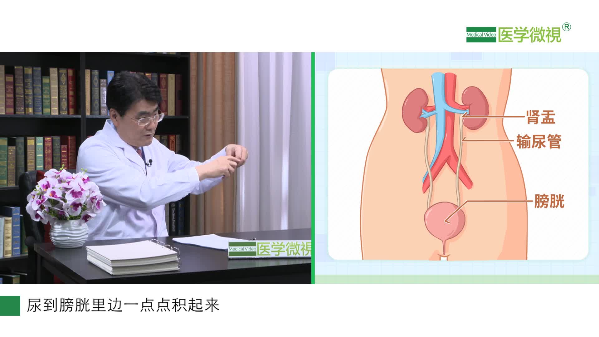 膀胱炎和尿道炎有什么区别吗 医学微视