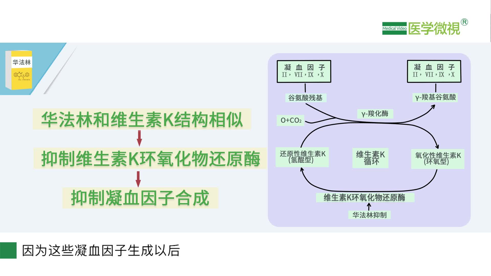 华法林在体内是如何发挥抗凝血作用的？能立刻吃东西吗？吃能吃石榴吗